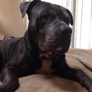 Meet your Posher, Carol